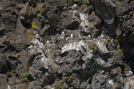 阿尔复活湾岩石上的海鸥巢和花