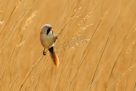 有胡子的 Reedling 或有胡子的山雀栖息在芦苇茎上