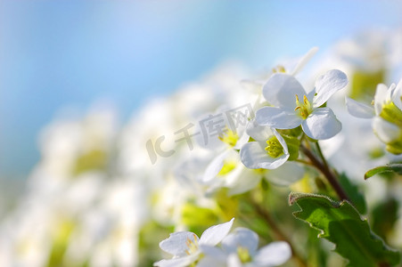 四月免费摄影照片_春天的花朵