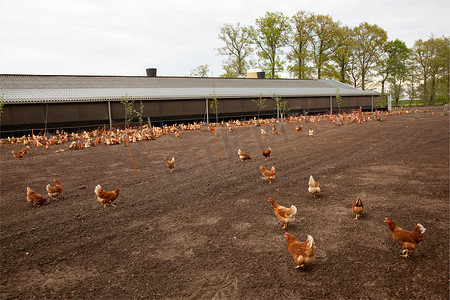 荷兰家禽养殖场的鸡