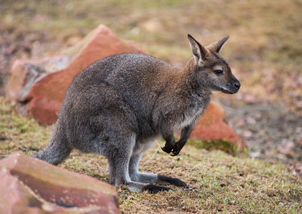 赤颈袋鼠摄影照片_小袋鼠：澳大利亚的野生动物和动物