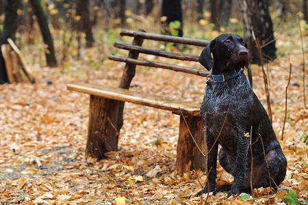 秋季森林的长凳附近，有种狗在等主人