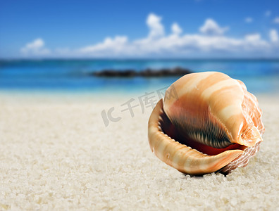 沙滩上美丽的完美形状的贝壳