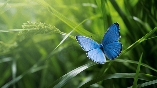 蝴蝶摄影摄影照片_一只坐在草叶上的蓝色小蝴蝶