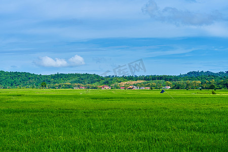 令人印象深刻摄影照片_令人印象深刻的风景绿色稻田，背景是群山