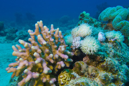 热带海底珊瑚礁与硬珊瑚和软珊瑚