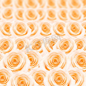 橙色玫瑰图案