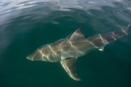 大白鲨 (Carcharodon carcharias)