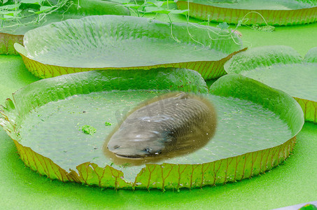 莲花鲤鱼摄影照片_维多利亚，亚马逊，睡莲，树叶，鱼