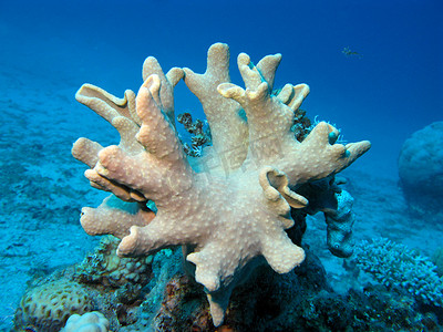 热带海底珊瑚礁与软珊瑚