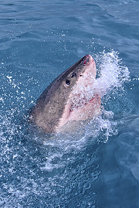 大白鲨摄影照片_大白鲨，Carcharodon carcharias，Gansbaai