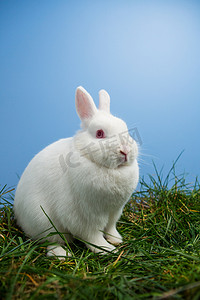 坐在地上摄影照片_白色毛茸茸的兔子坐在草地上