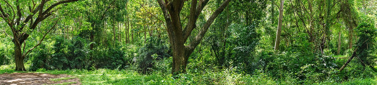泰国全景热带雨林丛林