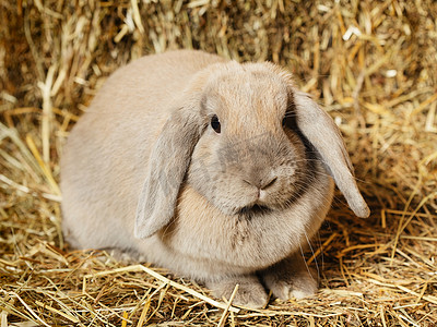 宠物兔子摄影照片_垂耳兔
