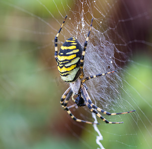 条纹蜘蛛摄影照片_网络上的 Argiope bruennichi（黄蜂蜘蛛）
