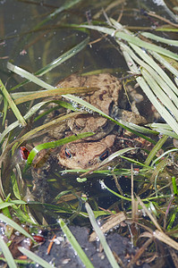青蛙的繁殖——蟾蜍的交配