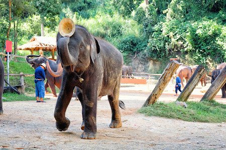 在大象表演中展示帽子的大象，在清迈泰国