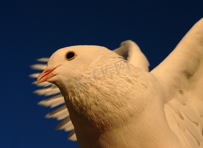 和平的白鸽摄影照片_飞行中的鸽子