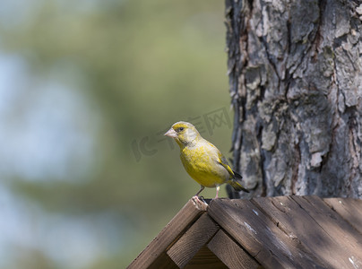关闭雄性欧洲绿雀，Chloris chloris 坐在巢箱顶部，落叶松树干的鸟舍。 