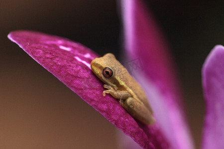 绿色小松林树蛙 Dryphophytes femoralis 栖息在 o