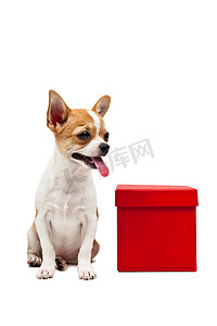 在一个红色礼物盒旁边的波美拉尼亚狗