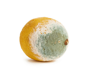 白色背景上有霉菌的黄色柠檬，变质的水果