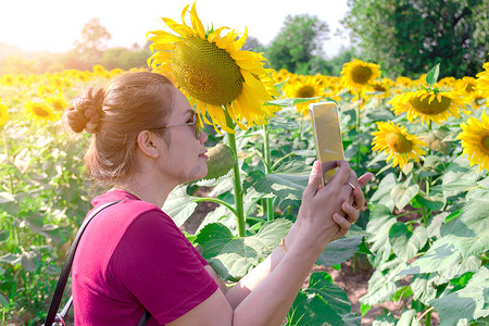 免费向日葵摄影照片_花园里美丽的向日葵和女人。