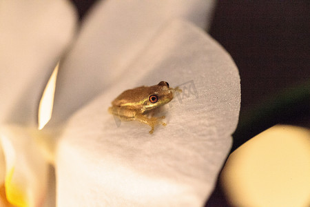 小兰花摄影照片_绿色小松林树蛙 Dryphophytes femoralis 栖息在 o