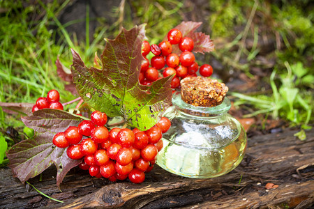 “几瓶 Guelder 玫瑰红荚蒾酊剂和健康浆果研钵，草药。”