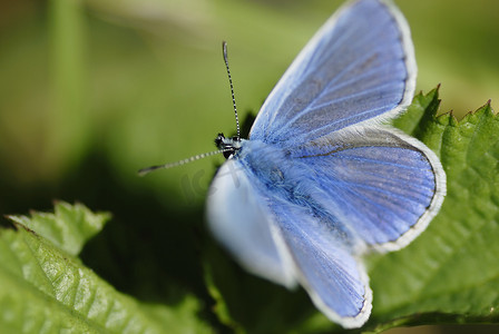 蓝色蝴蝶 (Lycaenidae 家庭) 在阳光下。