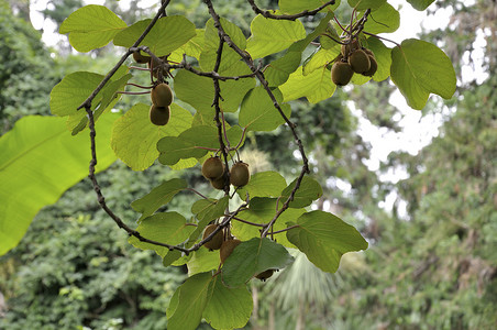 藤本植物上的猕猴桃果实