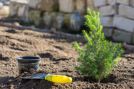 在土壤中种植一棵圆锥形云杉幼苗，旁边是一把小铲子和一个塑料盆