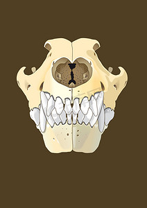 头骨摄影照片_狗头骨侧面
