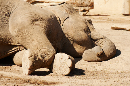 沉睡的大象