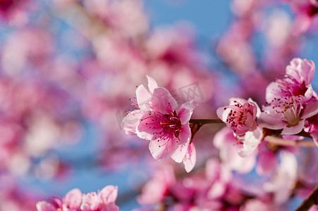 桃花