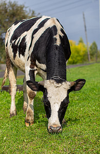 一头斑驳的牛在房子附近吃草。