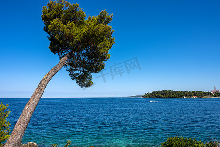 海边松树摄影照片_海边可爱的松树