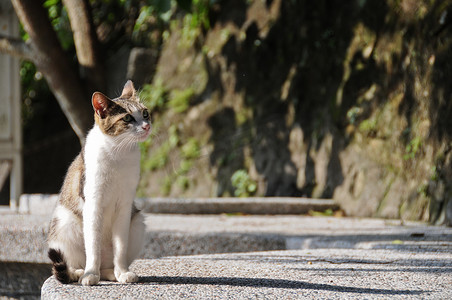 白棕猫抬头