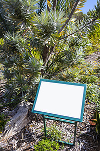 银树 Leucadendron argenteum，绿色绿松石空空白符号，Kirstenbosch。