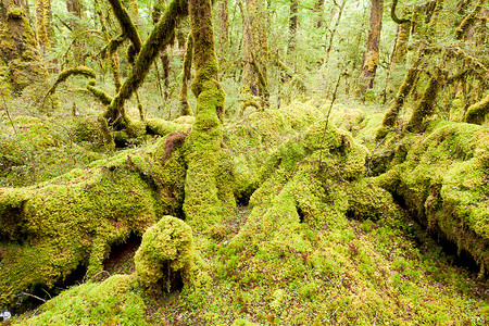 峡湾 NP NZ 的原始雨林荒野