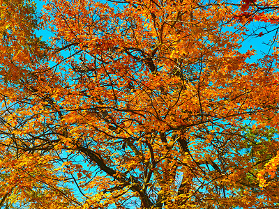 秋天的风景秋天的场景树木
