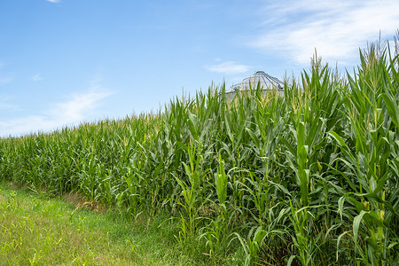 美国中西部年轻玉米的绿色田野景观
