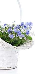 蓝色花束摄影照片_白色篮子里的蓝色春花花束