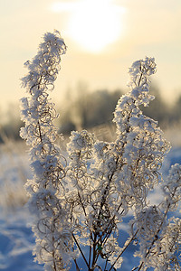 在阳光明媚的日子里，森林里覆盖着霜和雪花的小穗和树枝