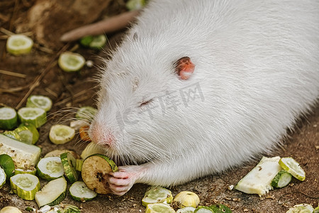 白色海狸鼠（Myocastor 海狸鼠）