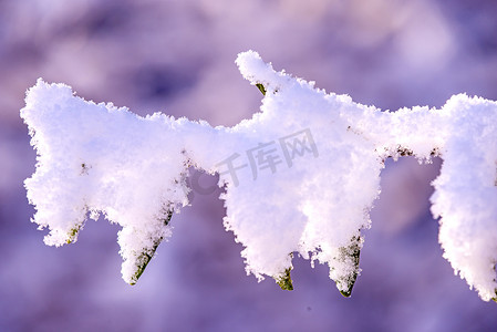 背光下灌木丛上的积雪