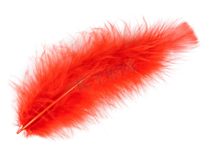 一只鸟的红色羽毛