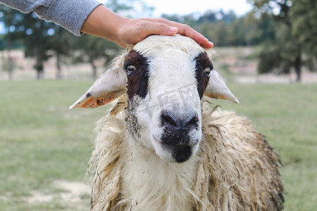 农民的手抚摸着绿色田野中的羊头。