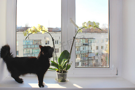 走在窗台上兰花附近的黑猫