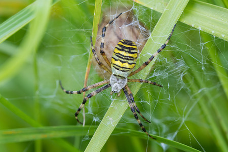 网络上的 Argiope bruennichi（黄蜂蜘蛛）